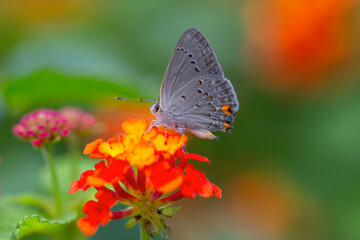 A little butterfly on the colored flowers