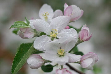 Fototapeta na wymiar apple tree flower