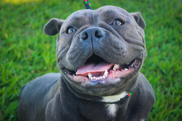 english bulldog puppy
