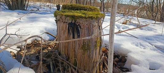 STUMP WITH MOSS