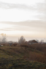 Obraz premium foggy tree at sunset in autumn
