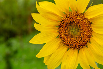 Obraz premium Blooming sunflower on a green background macro photography in the summer. Helianthus flower with raindrops on a yellow petals close-up photo on a summer sunny day. 