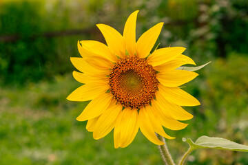 Blooming sunflower on a green background macro photography in the summer. Helianthus flower with raindrops on a yellow petals close-up photo on a summer sunny day.	