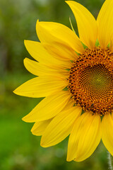 Obraz premium Blooming sunflower on a green background macro photography in the summer. Helianthus flower with raindrops on a yellow petals close-up photo on a summer sunny day. 