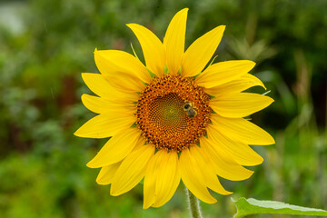 Blooming sunflower on a green background macro photography in the summer. Helianthus flower with raindrops on a yellow petals close-up photo on a summer sunny day.	