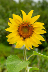 Blooming sunflower on a green background macro photography in the summer. Helianthus flower with raindrops on a yellow petals close-up photo on a summer sunny day.	