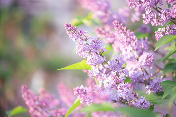 Naklejka premium Lilac flowers blooming in spring fabulous green garden on mysterious fairy tale springtime floral sunny bright background with sun light, beautiful nature park landscape