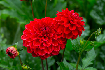 Blooming red dahlia in drops of rain macro photography on a summer day. Garden dahlia with water drops on a bright red petals closeup photo in summer. Scarlet flower on a rainy day.	 - obrazy, fototapety, plakaty