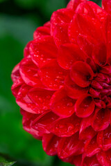 Blooming red dahlia in drops of rain macro photography on a summer day. Garden dahlia with water drops on a bright red petals closeup photo in summer. Scarlet flower on a rainy day.	