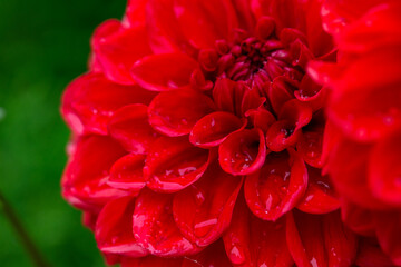 Blooming red dahlia in drops of rain macro photography on a summer day. Garden dahlia with water drops on a bright red petals closeup photo in summer. Scarlet flower on a rainy day.	