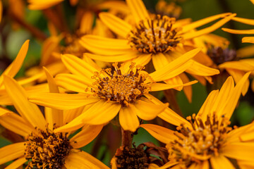 Blooming yellow leopardplant flower on a green background on a summer day macro photography. Blooming summer ragwort flower with yellow petals close-up photo in summertime.