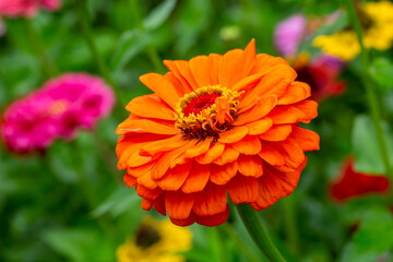 Blossom orange zinnia flower on a green background on a summer day macro photography. Blooming zinnia with orange petals close-up photo in summertime.