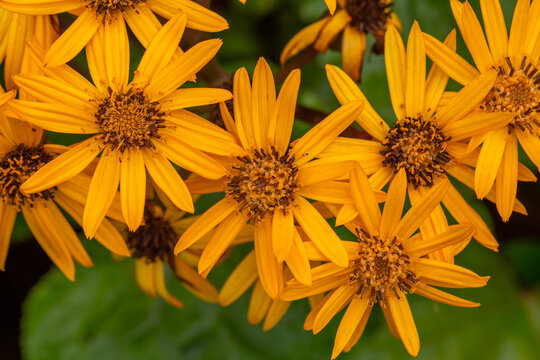 Blooming yellow leopardplant flower on a green background on a summer day macro photography. Blooming summer ragwort flower with yellow petals close-up photo in summertime.