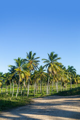 Obraz na płótnie Canvas Green coconut palm trees with blue sky