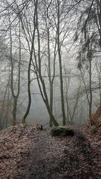 Mysterious Forest (Bad Marienberg, Germany December 21)