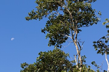 Landscape in the Aripo Mountains. Trinidad and Tobago.