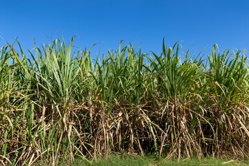 Sugar cane fileds plantation