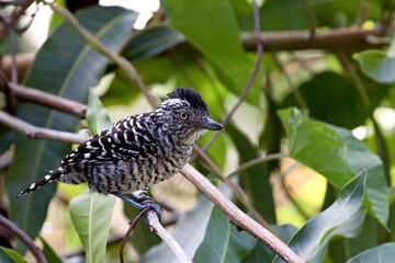 Barred Antshrike (Thamnophilus doliatus). Trinidad and Tobago.