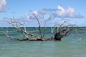 View of Bon Accord Lagoon. Caribbean sea. Trinidad and Tobago.