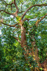 Fototapeta premium Tree trunk with many bromeliads and other parasites in the preserved rainforest of Rio de Janeiro