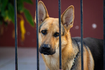 German shepherd dog locked up at home.