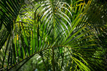 Plakat palm tree leaves