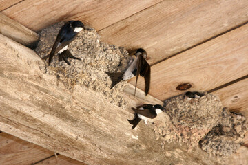 nourrissage de la portée