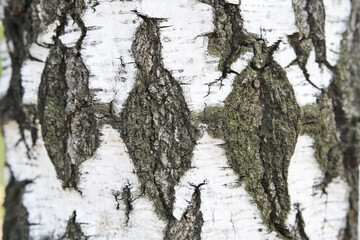 The trunk of a birch tree. Black and white rhombuses and cracked natural texture of Russian birch bark. High quality photo