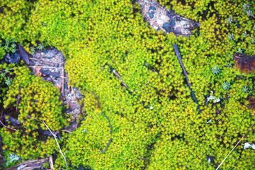 Bright green young moss on the ground