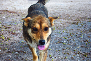 Friendly mongrel dog walking on the street