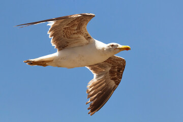 The yellow-legged seagull flying in the blue sky on a sunny day