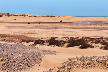 View of the hot african desert landscape near Atlantic ocean coast with the camels whos stands on the sand on the background. Morocco.
