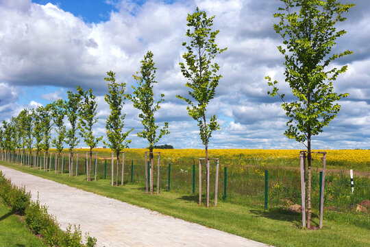 View of the pathway in the park in Gusev town in the Kaliningrad region, Russia