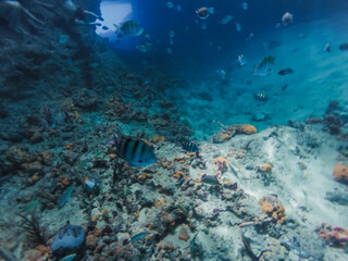 Fototapeta na wymiar Great barrier reef, Australia.