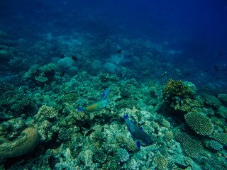Naklejka na ściany i meble Great barrier reef, Australia.