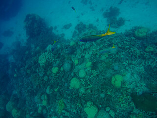 Great barrier reef, Australia.