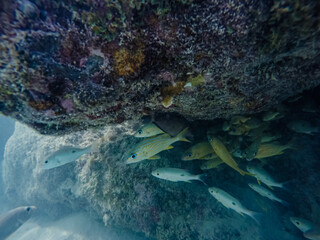 Shallow water with fish around. 