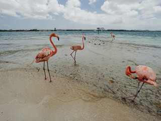 Paradise beach with wild flamingos in Aruba. 
