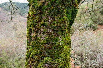 moss on tree