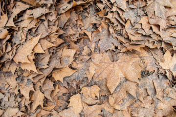 bark of a tree