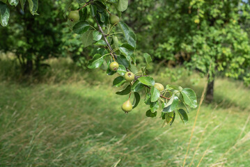 green unripe fruits at the twig of a pear tree