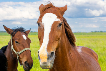 Beautiful brown and black horses in meadow interacting with each other and making funny faces.