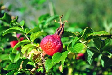 Rose Hips ready to pluck
