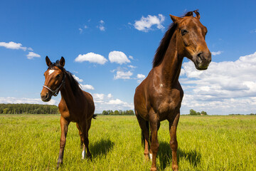 Beautiful brown and black horses in meadow interacting with each other and making funny faces.