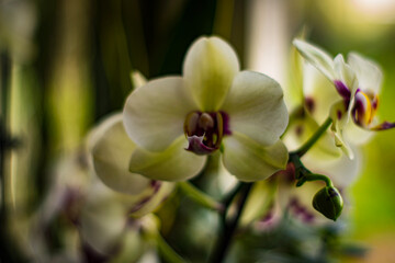 Fototapeta na wymiar orchid in garden