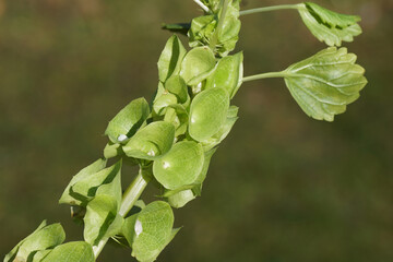 Obraz premium Moluccella laevis, Bells of Ireland with tiny white flowers surrounded by apple green calyces. Close up spikes of flowers. Family Lamiaceae. Faded garden on the background.