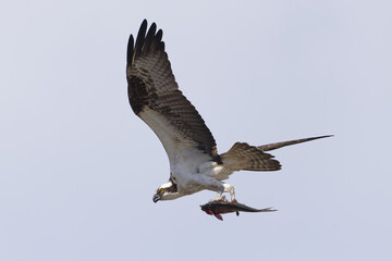 Osprey flying holding a fish