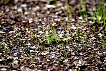 Hierba en crecimiento