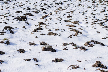 Fototapeta premium flock of sheep