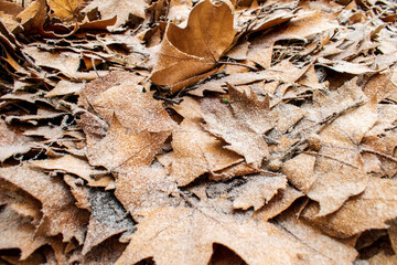 leaves on the ground